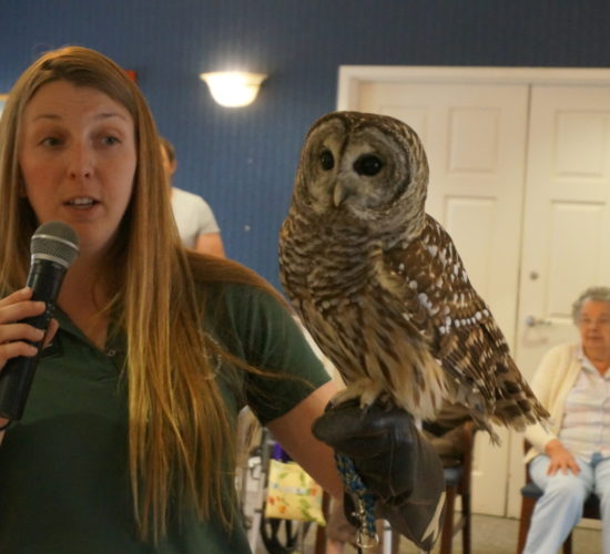 an owl visits from the vermont institue of natural science