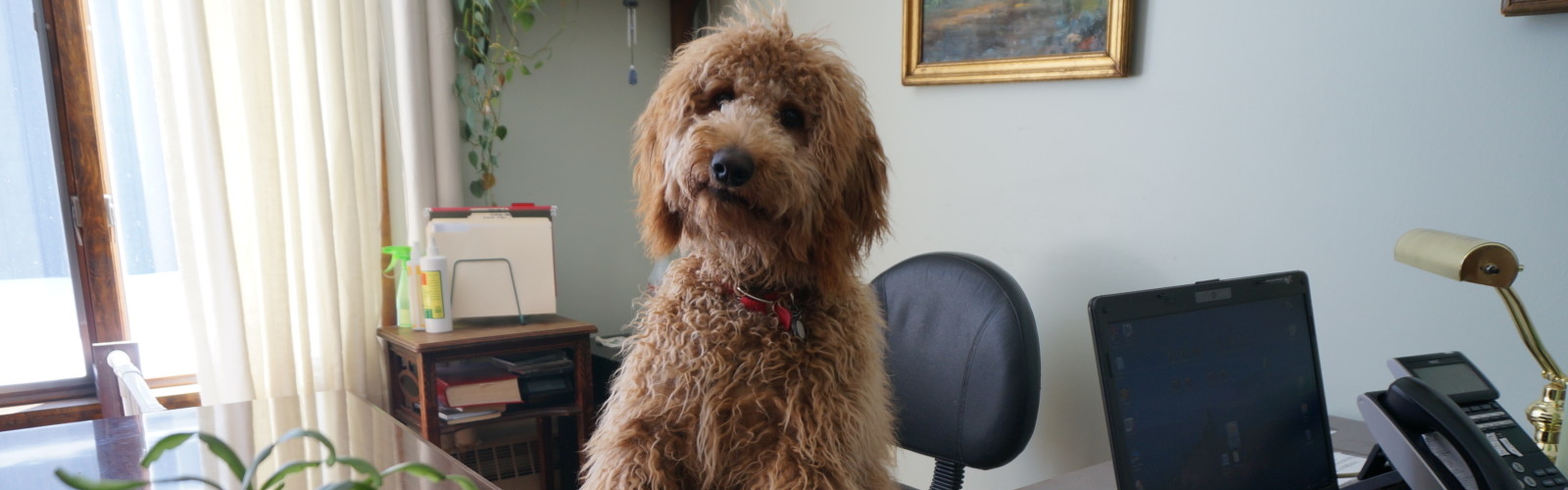 A staff member's dog at Vermont's Mayo Healthcare