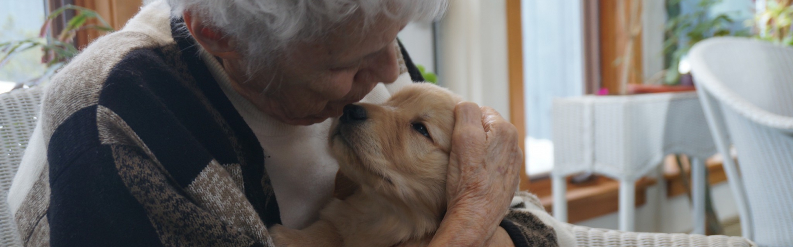 Golden Retriever puppy visiting with a resident at Mayo Healthcare